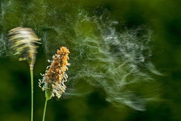 Welche Pollen sind für Allergiker relevant