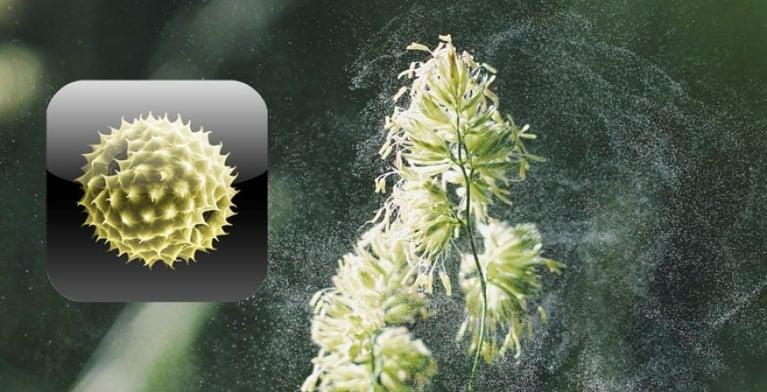 Pollen-News App
